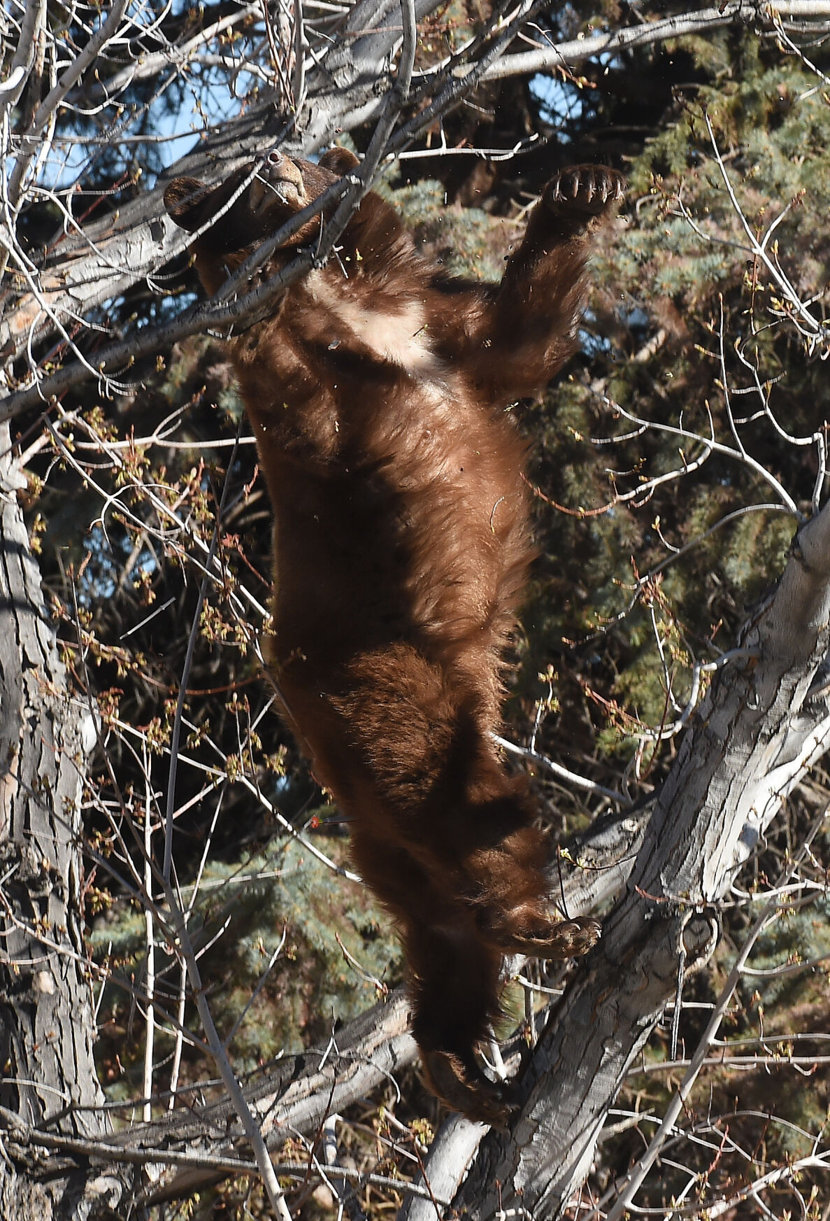 043121-news-bear 10.JPG